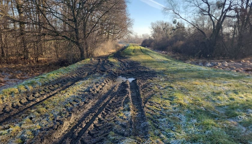 Rozjechane wały przeciwpowodziowe w powiecie oławskim, grudzień 2025