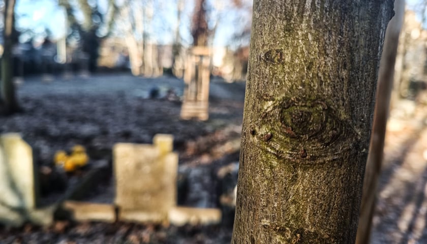 Nowe drzewa na starym cmentarzu przy ul. Krzyckiej