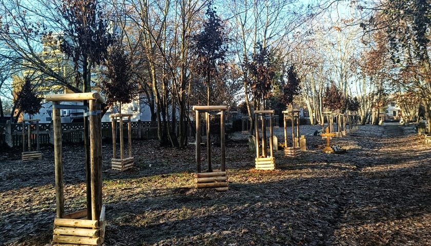 Na cmentarzu przy ul. Krzyckiej na zlecenie Zarządu Zieleni Miejskiej posadzono 26 grabów. Na zdjęciu grupa nowo nasadzonych drzew
