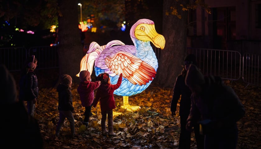 Garden of Lights - Dzika Ameryka