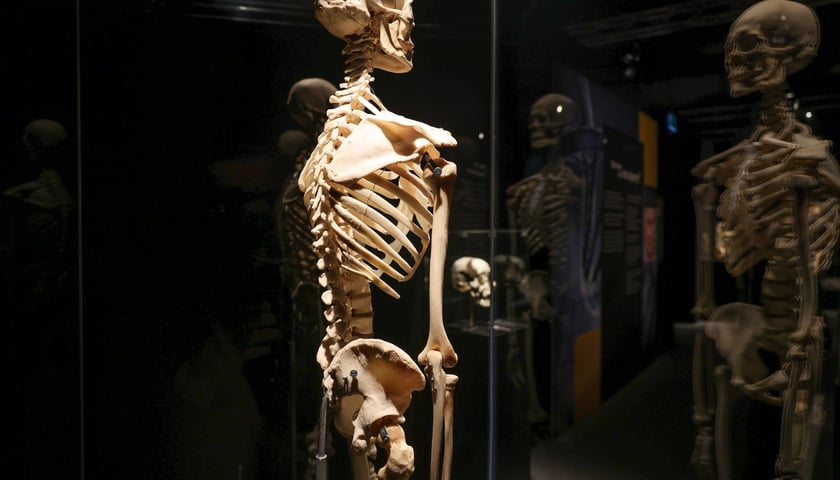 <p>Relacja z wystawy Body Worlds w IASE</p>