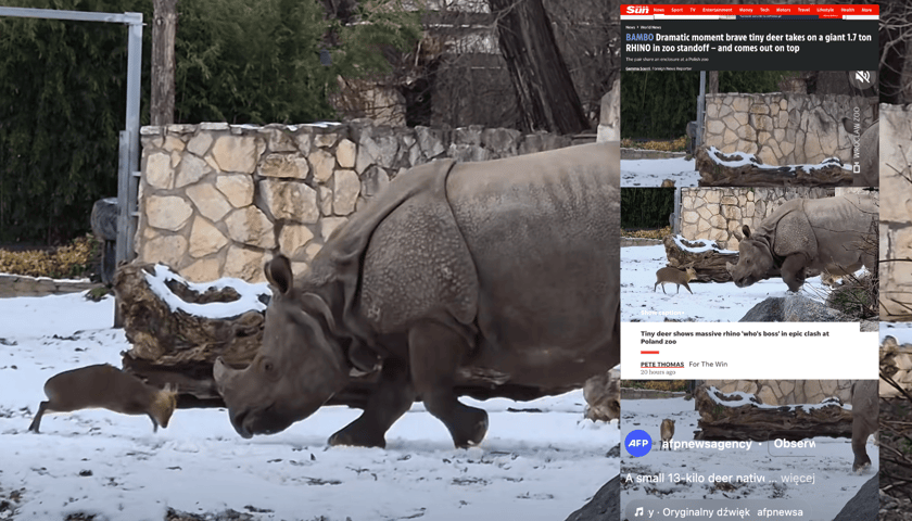 Zagraniczne portale opowiadające o mundżaku chińskim z wrocławskiego zoo - okładki po lewej stronie zdjęcia