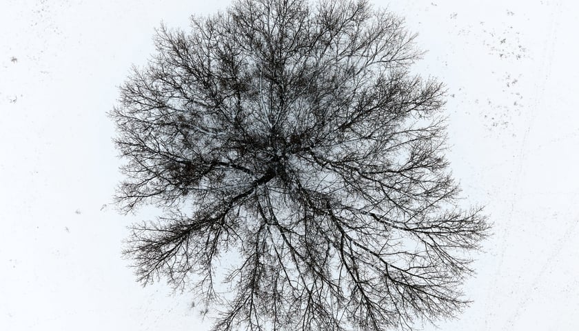 Drzewo w okolicy ulicy Mazowieckiej