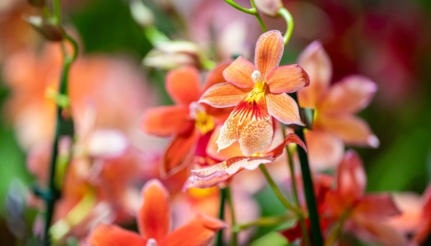 Targi na Tarczyński Arenie w 2024 roku