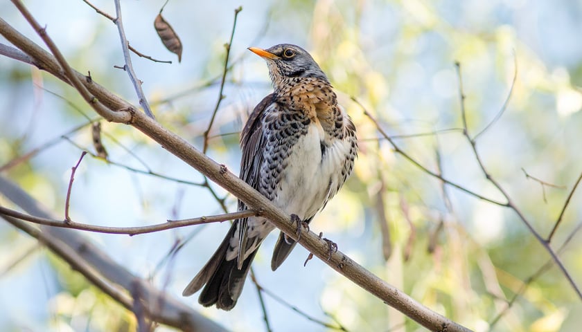 Kwiczoł. Na zdjęciu ptak siedzi na gałęzi