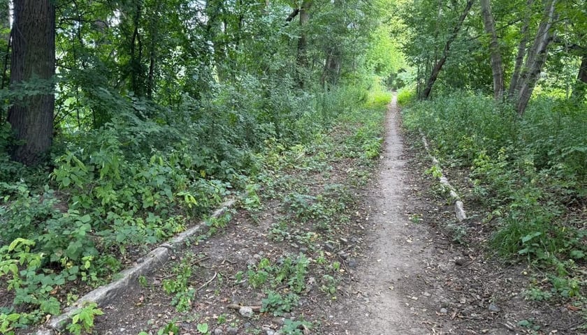 <p>Międzyrzecka &ndash; droga pieszo-rowerowa</p>