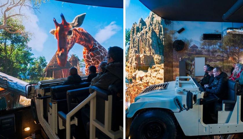 Zdjęcie podzielone na pół: z lewej strony widzowie przed ekranem, na którym widać głowę żyrafy; po prawej - ludzie siedzący w terenowym aucie przed ekranem - Safari Ride we wrocławskim zoo.