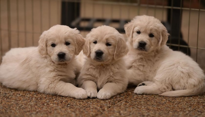 Szczenięta rasy golden retriever.