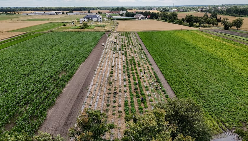 <p>Plony trafiają na stoły najmłodszych i najbardziej potrzebujących</p>