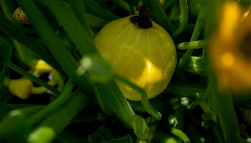 <p>Farma Miejska Wrocław to projekt, kt&oacute;ry łączy ekologię z funkcją społeczną</p>