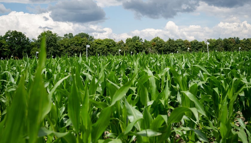 <p>Farma Miejska Wrocław to projekt, kt&oacute;ry łączy ekologię z funkcją społeczną</p>