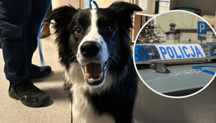 Policja odebrała właścicielowi psa podczas spaceru. Świadkowie zgłosili znęcanie
