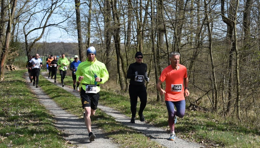 Zdjęcie ilustracyjne - grupa biegaczy na ścieżce wśród drzew podczas zawodów w biegach przełajowych.