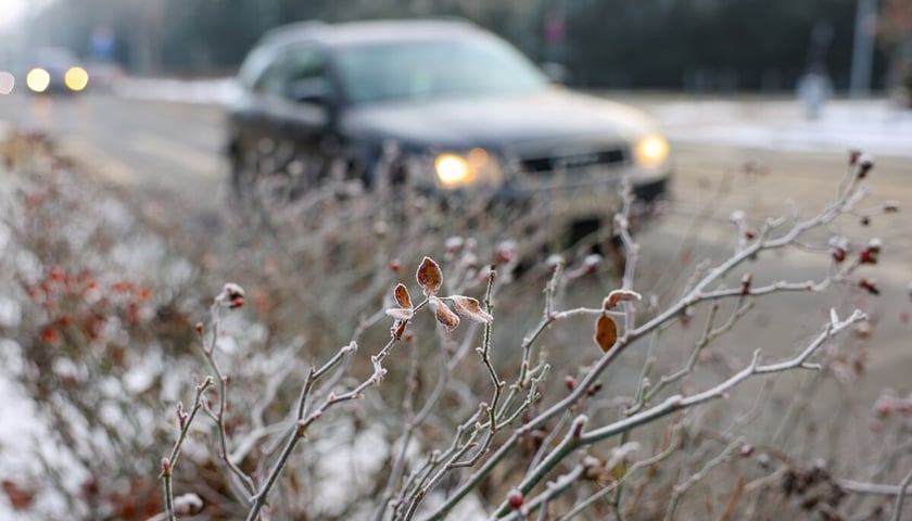 Oszronione gałązki krzewów, w tle jadący ulicą samochód. Zdjęcie ilustracyjne