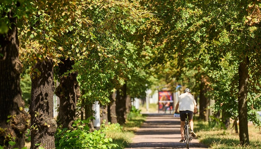 Zdjęcie ilustracyjne przedstawiające rowerzystę jadącego ścieżką rowerową wśród drzew w mieście.