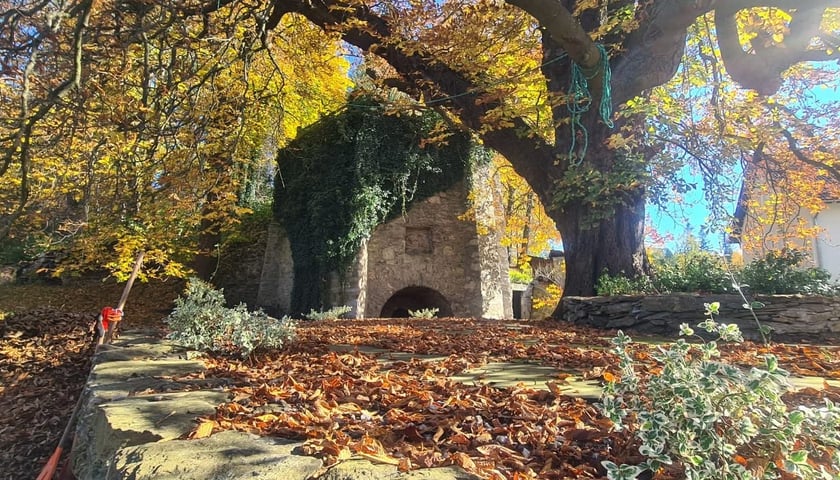 Wapiennik i kasztanowiec w okolicy Lubomierza. Na zdjęciu widać rozłożyste drzewa oraz zabytkową budowlę