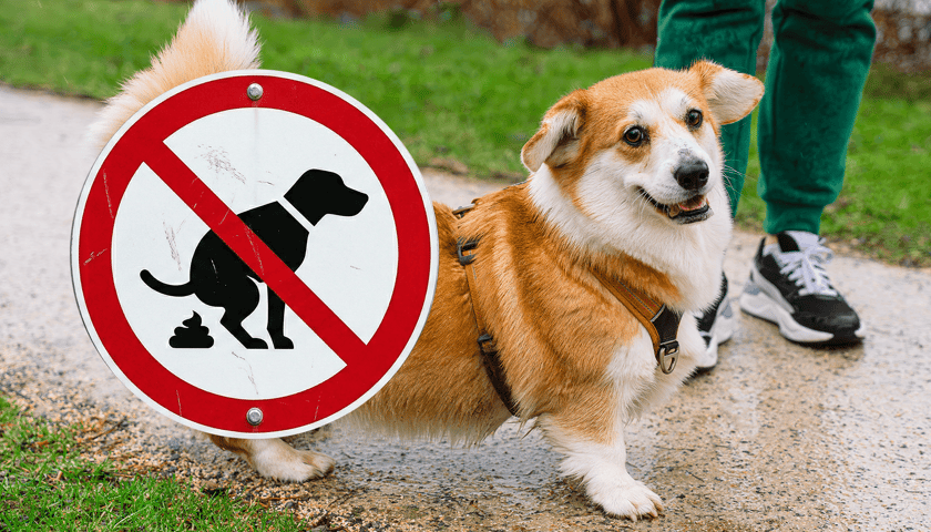 Zdjęcie ilustracyjne: pies na spacerze, w kółku znaczek zakazujący zanieczyszczanie przez zwierzęta chodników