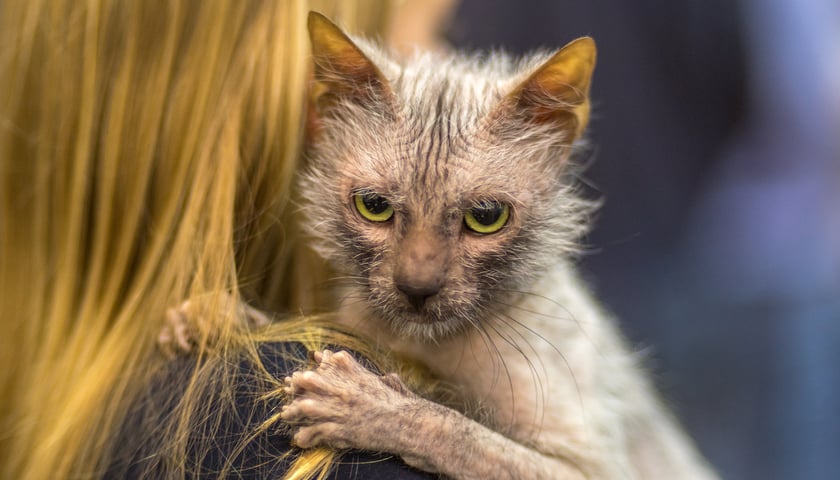 Kot rasy lykoi, zdjęcie ilustracyjne