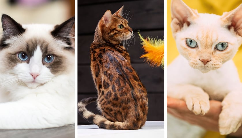 Koty: ragdoll, kot bengalski i devon rex, zdjęcia ilustracyjne