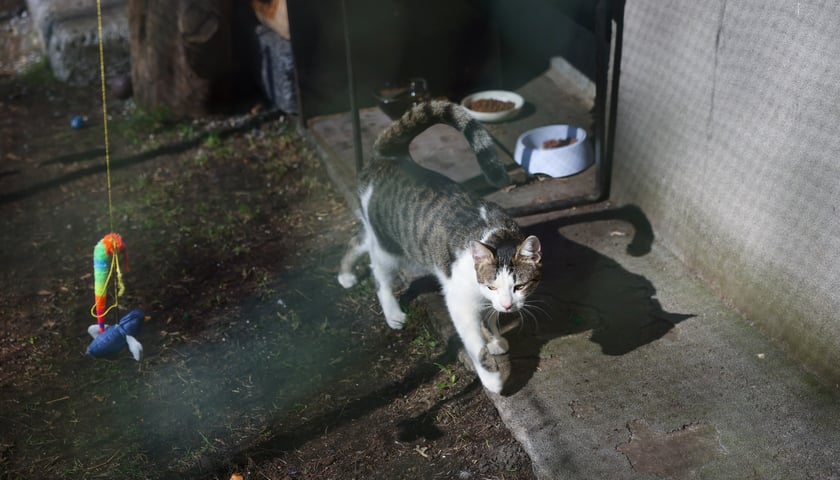 Podwórko przy ul. Brzeskiej 25A przed metamorfozą