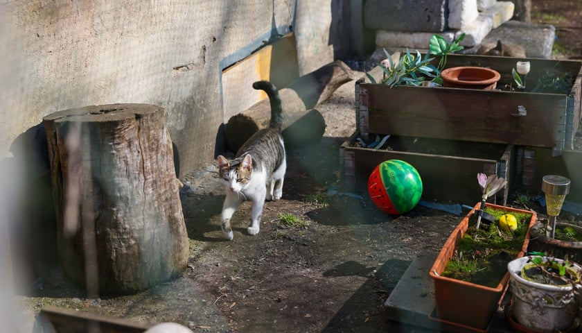 Podwórko przy ul. Brzeskiej 25A przed metamorfozą