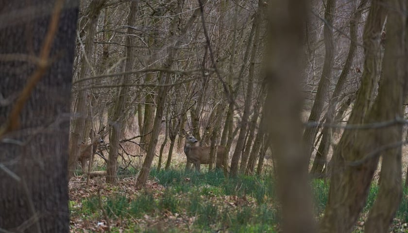 Sarny w Lesie Mokrzańskim