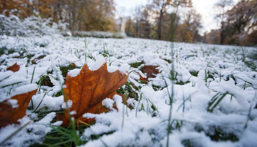 Zielona trawa pokryta śniegiem