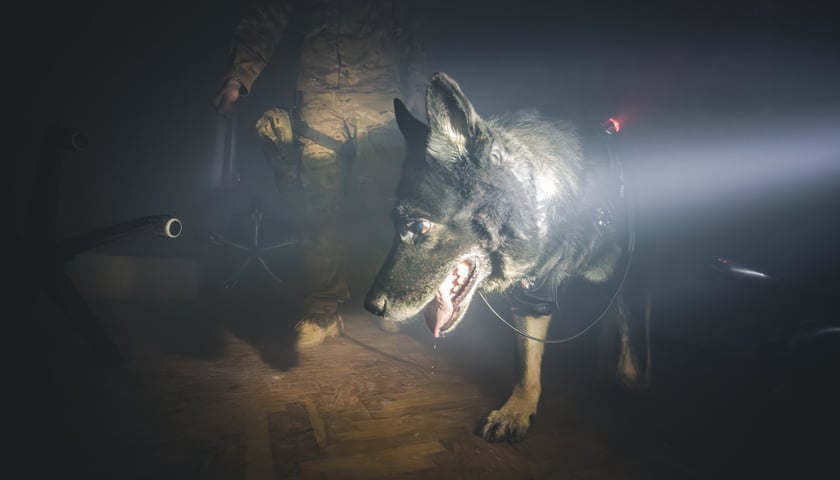 <p>Szkolenie mundurowych przewodnik&oacute;w i ich ps&oacute;w służbowych z ZK1 przy Kleczkowskiej</p>