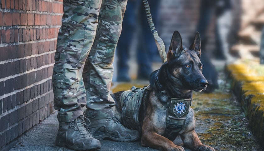 <p>Szkolenie mundurowych przewodnik&oacute;w i ich ps&oacute;w służbowych z ZK1 przy Kleczkowskiej</p>