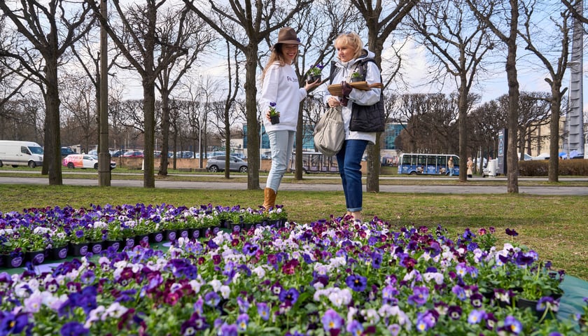 Wrocławianie otrzymali doniczki z kwiatami. Wcześniej zakrywały tajemniczy napis