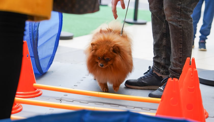 PSYwitanie wiosny w Pasażu Grunwaldzkim 2026