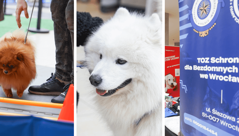 Od lewej: pies na torze przeszkód, biały pies w środku, po prawej baner schroniska dla bezdomnych zwierząt