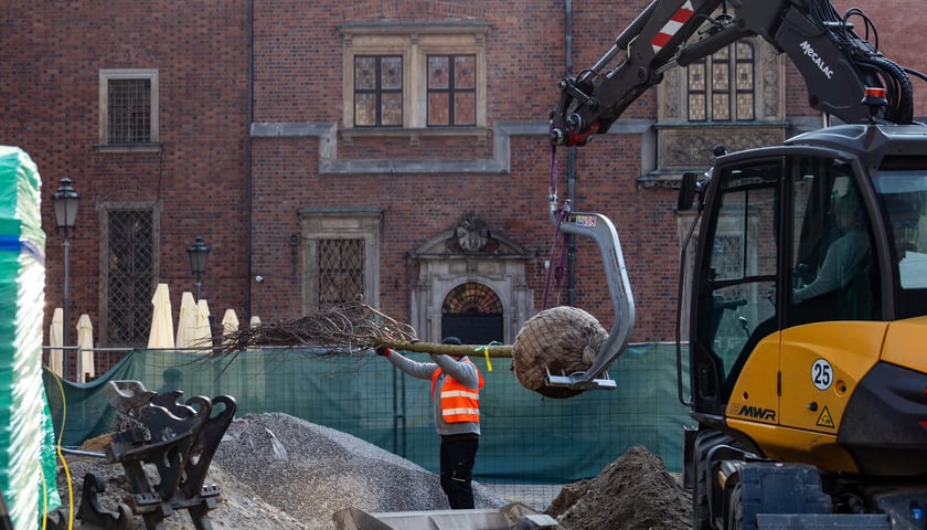 Sadzenie drzew w Rynku we Wrocławiu. Na zdjęciu mężczyzna z pomocą koparki wsadza duże drzewko do dziury w ziemi