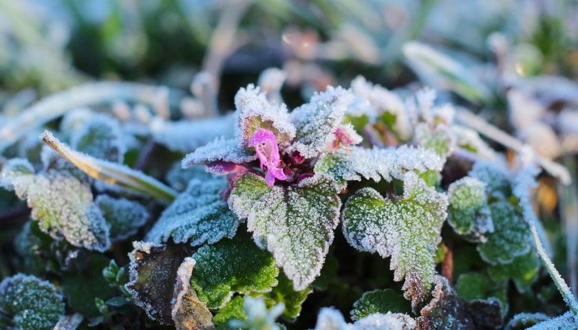 Rośliny pokryte szronem
