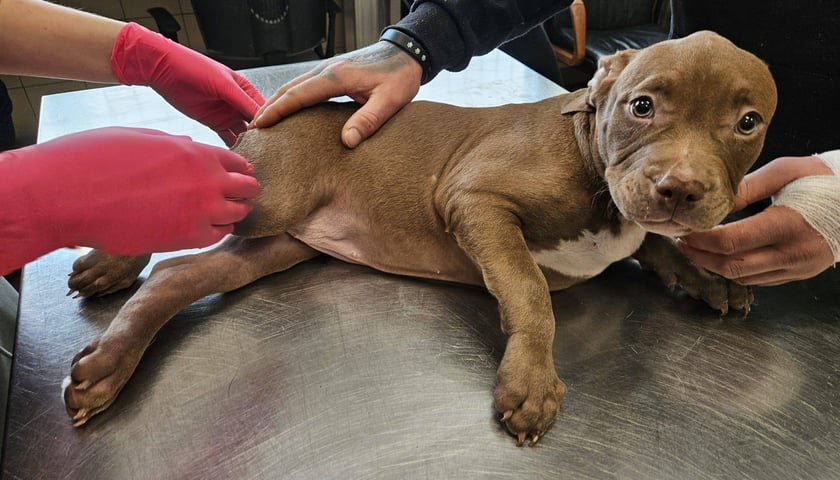 <p>Plac&oacute;wka szybko zajęła się diagnozowaniem obrażeń pieska</p>