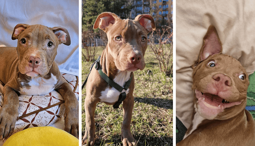 <p>Lulu odzyskiwała siły w domu tymaczowym pod okiem wolontariuszki Kasi</p>