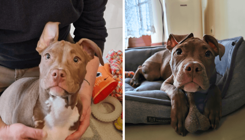 Lulu w adaptuje się w nowym domu, do którego przyjechała w niedzielę 22 marca