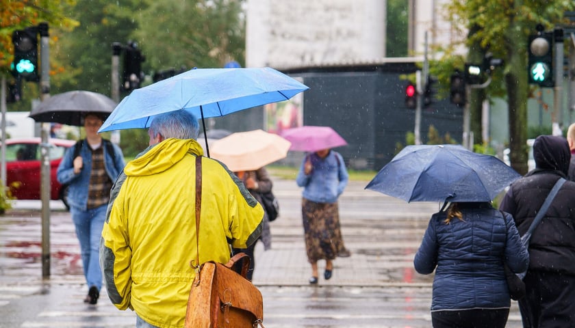 Ludzie z parasolkami na przejściu dla pieszych