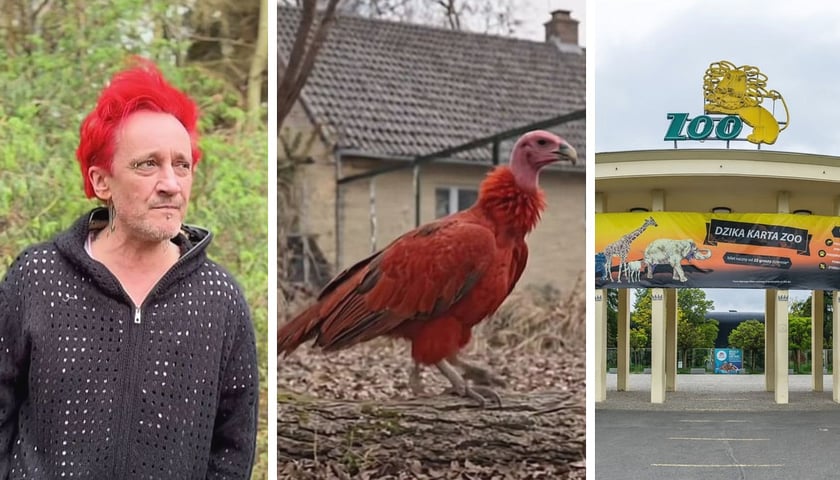 Zestawienie 3 zdjęć: z lewej Michał Wiśniewski, w środku czerwony ptak, z prawej brama ZOO Wrocław.