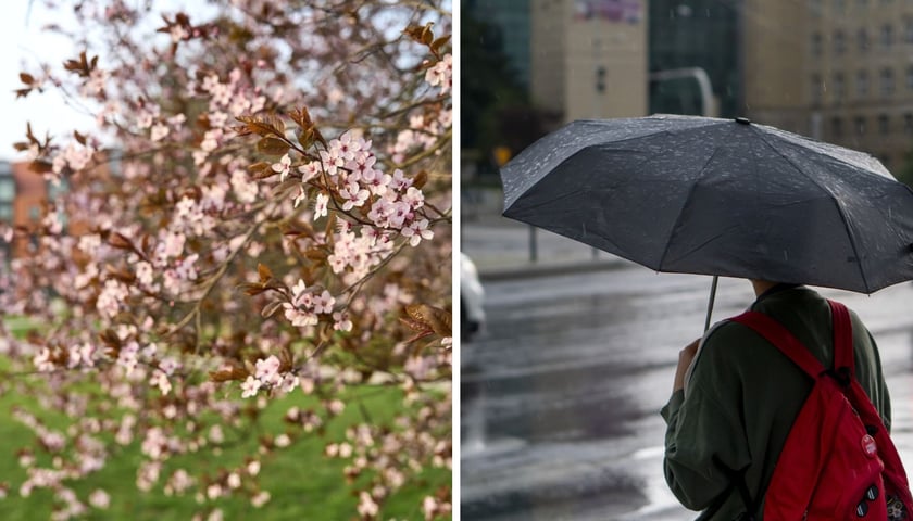 Z lewej: kwitnące na różowo drzewo. Z prawej: człowiek pod parasolem, przed nim ulica, samochody w tle budynek