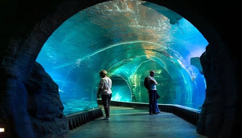 Na zdjęciu ludzie oglądający ryby w Afrykarium