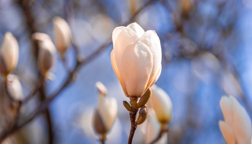 Spacer po Ogrodzie Botanicznym we Wrocławiu - Wielkanoc 2026