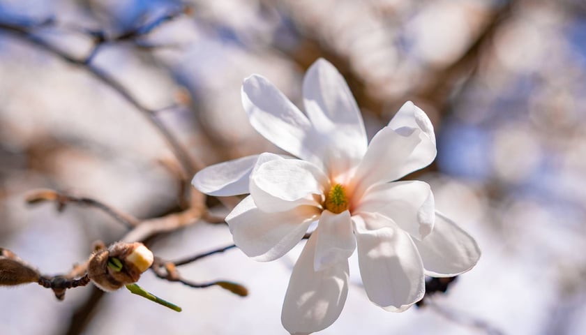 Spacer po Ogrodzie Botanicznym we Wrocławiu - Wielkanoc 2026