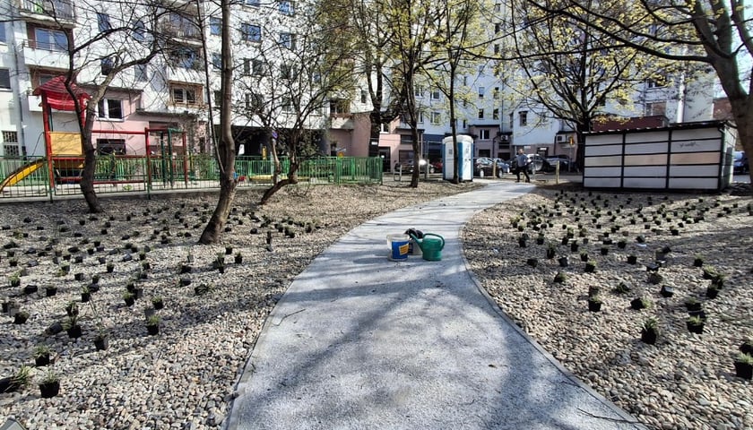 Nasadzenia na skwerach przy ul. Wandy oraz Na Szańcach