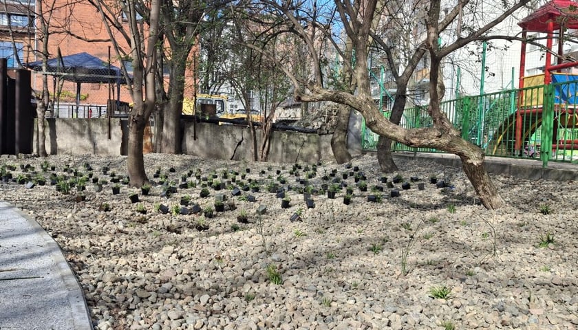 Nasadzenia na skwerach przy ul. Wandy oraz Na Szańcach