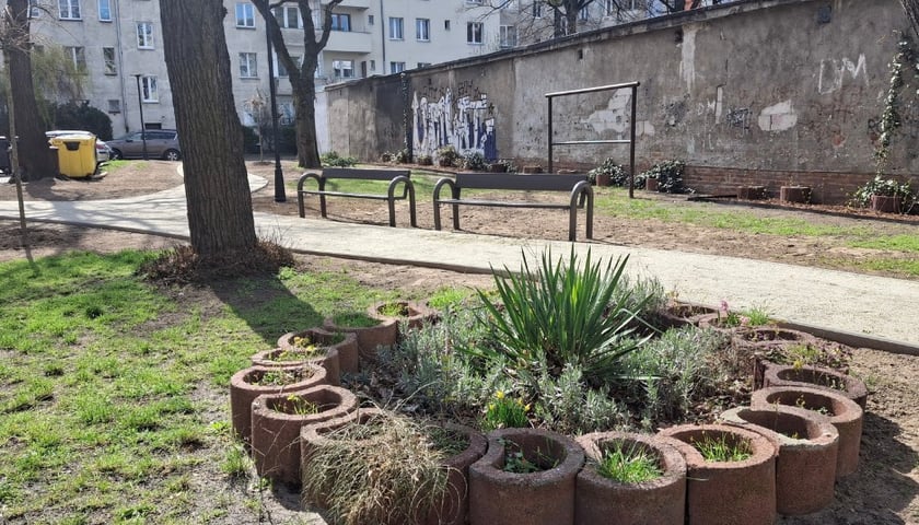 Nasadzenia na skwerze podwórkowym przy ul. Wandy. na zdjęciu klomb z zielonymi roślinami