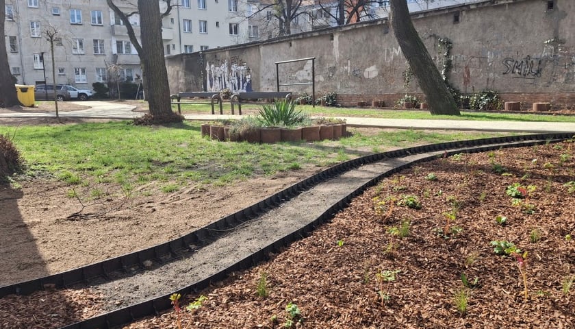 Nasadzenia na skwerach przy ul. Wandy oraz Na Szańcach