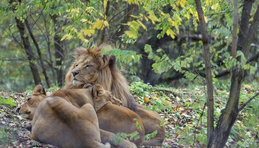 Kolorowa jesień we wrocławskim zoo [ZDJĘCIA]