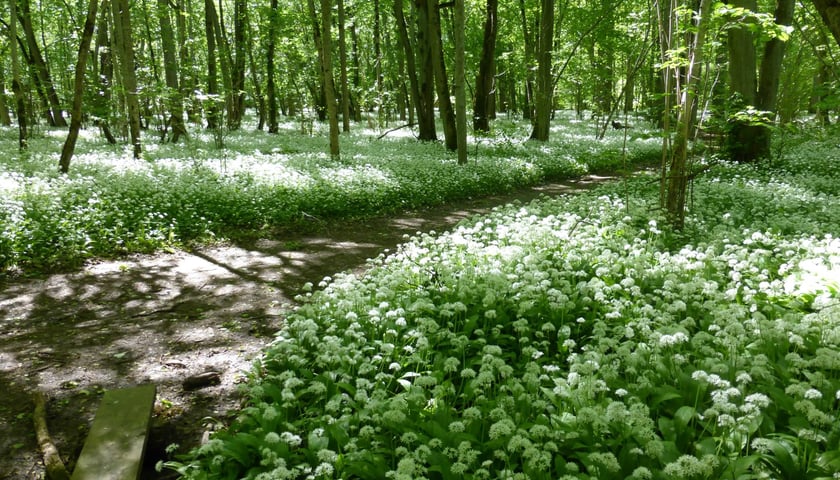 Warsztaty konsultacyjne. Park Grabiszyński - czas na nowe! 