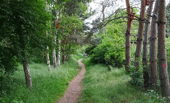 teren planowanego parku Wojszyckiego